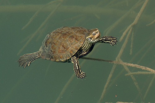 Mauremys rivulata