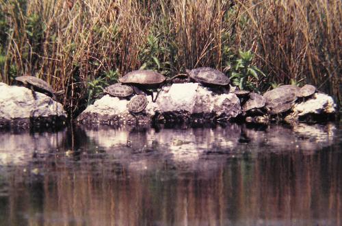 Balkan Terrapins in their original habitat